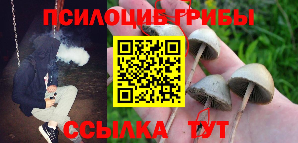 Псилоцибиновые грибы Psilocybe Йошкар-Ола